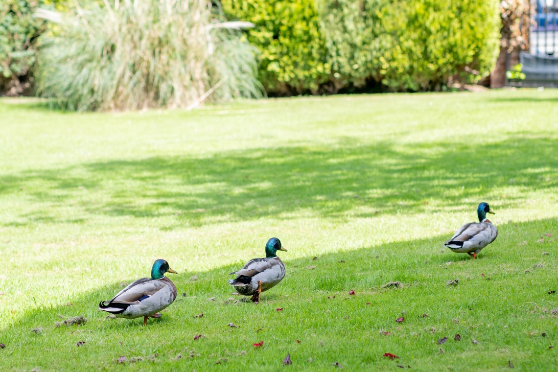 Images for Green Lane, Ormskirk